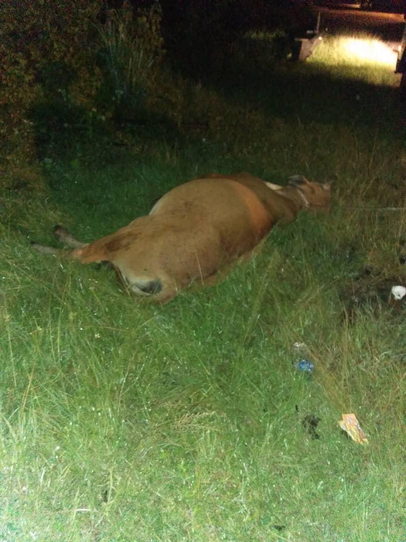 OPERASI%20MENANGKAP%20HAIWAN%20BERKELIARAN