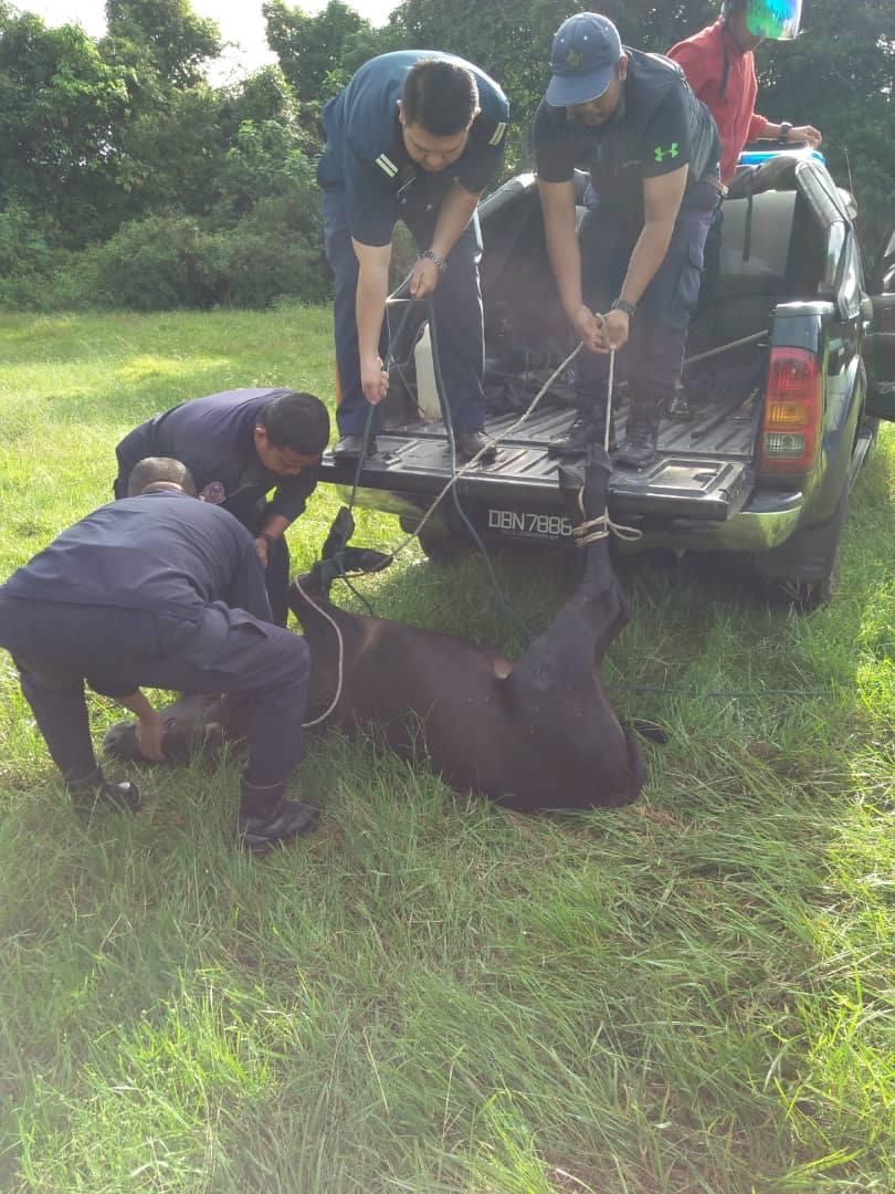 OPERASI%20PENANGKAPAN%20HAIWAN